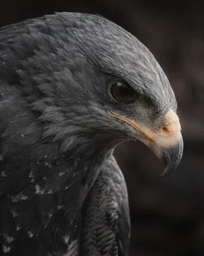 团队成员-视频工程师